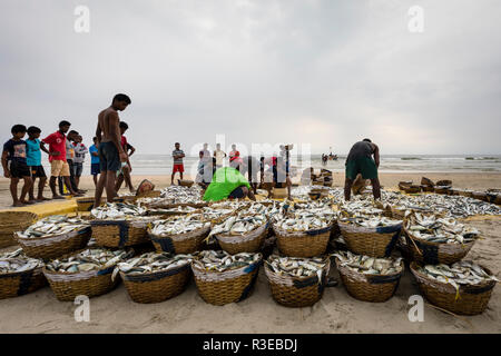 Fisherman raccolta del pescato del giorno presso la popolare spiaggia di Goa in India Occidentale Foto Stock