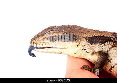 Adolescente australiano di Eastern Blue tongue Lizard in mano per adulti con la linguetta esposta in difesa - closeup isolati su sfondo bianco in orizzontale Foto Stock