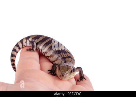 Australia orientale Baby Blue tongue Lizard messa a fuoco selettiva e primo piano sulla mano per adulti isolati su sfondo bianco in formato paesaggio con spazio di copia Foto Stock