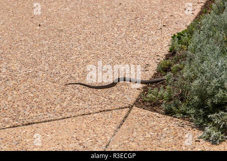 Dugite snake sul marciapiede di voce nella boccola Foto Stock