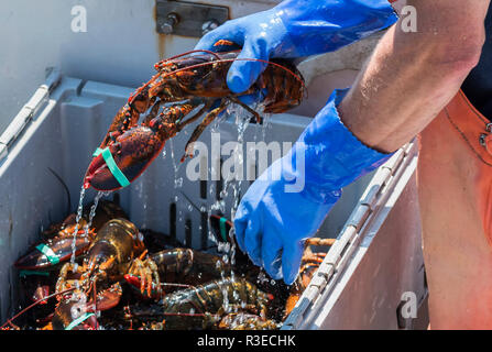 Un live aragosta è acqua che gocciola fuori di esso come è essendo collocati in contenitori su una barca da pesca nel Maine. Foto Stock