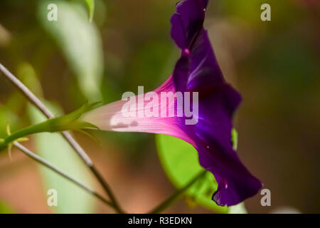 Vista laterale di una fioritura di petunia viola Foto Stock