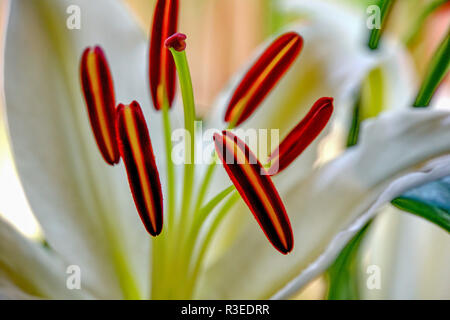 Stami di Hippeastrum con filamenti bianchi e antere prominenti che trasportano il polline Foto Stock