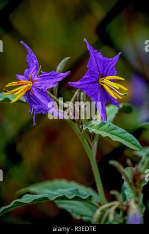 Vicino la foto di un clematide viola con fiore giallo stame Foto Stock