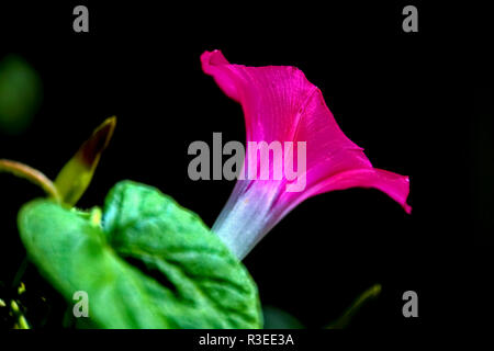 Vista laterale di una fioritura di petunia viola Foto Stock