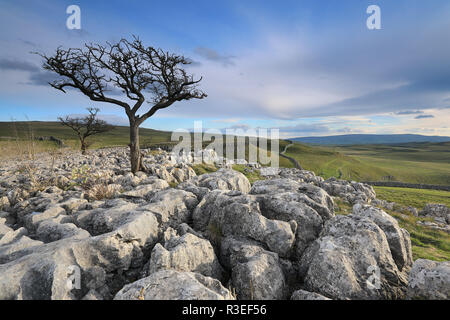 Un lone tree crescente sul pavimento di pietra calcarea vicino al villaggio di Conistone nel Yorkshire Dales National Park, North Yorkshire, Regno Unito Foto Stock