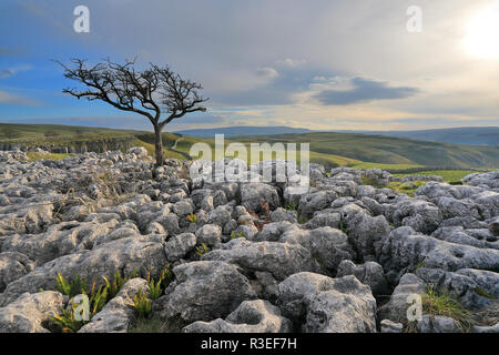 Un lone tree crescente sul pavimento di pietra calcarea vicino al villaggio di Conistone nel Yorkshire Dales National Park, North Yorkshire, Regno Unito Foto Stock