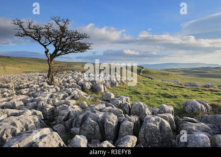 Un lone tree crescente sul pavimento di pietra calcarea vicino al villaggio di Conistone nel Yorkshire Dales National Park, North Yorkshire, Regno Unito Foto Stock