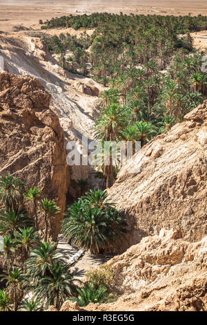 Oasi di montagna tamerza in tunisia vicino al confine con l'Algeria. Foto Stock