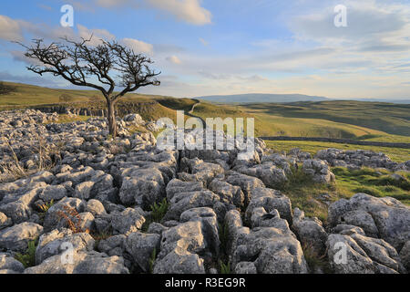 Un lone tree crescente sul pavimento di pietra calcarea vicino al villaggio di Conistone nel Yorkshire Dales National Park, North Yorkshire, Regno Unito Foto Stock