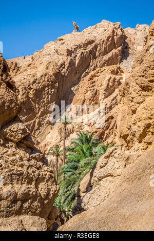 Oasi di montagna tamerza in tunisia vicino al confine con l'Algeria. Foto Stock