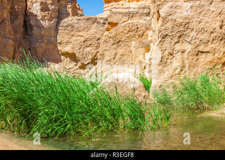 Famosa oasi di montagna chebika in tunisia,Africa settentrionale Foto Stock