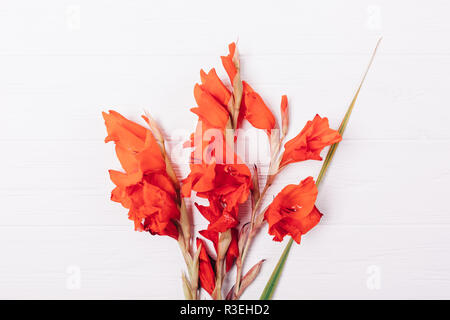 Piatto semplice composizione laici bouquet rosso brillante gladioli su bianco tavolo in legno, vista dall'alto. Foto Stock