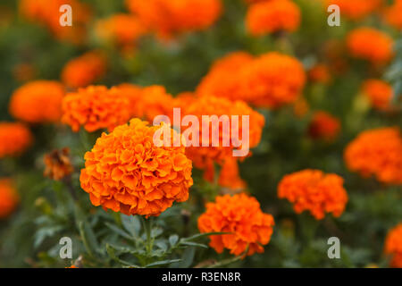 Un aiuola luminoso con le calendule fiori nel parco su una luminosa giornata di sole. Close-up. La luce diurna Foto Stock