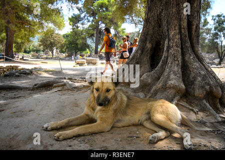 I turisti a piedi da un cane randagio come egli siede in ombra sotto un albero in un sito antico delle Olimpiadi greche a Olympia, Grecia. Foto Stock