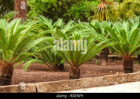 Bella e verde grossi rami sago palm nel giardino. Vista superiore della piccola sago Palm tree pianta con foglie verdi e picchi di corrente Foto Stock