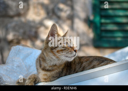 Un grigio e bianco tabby kitten si siede in un cassonetto all'interno delle mura della città di Kotor, Montenegro Foto Stock