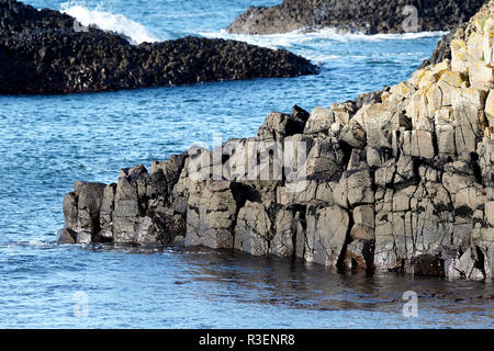 Basalto downfaulted strati di roccia parte della contea di Antrim costa al Ballintoy County Antrim Irlanda del Nord Foto Stock