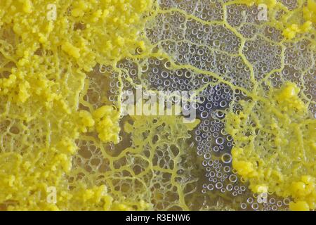 Fango giallo stampo (Physarum polycephalum) crescente rete e fuori di Agar piastre Petri. Laboratorio di Biologia Progetto, Scotland, Regno Unito. Foto Stock