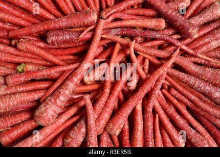 Carote rosse indiane, fresche raccolte localmente coltivate carote grezze in un mercato di produzione di coltivatori nel Rajasthan, India Foto Stock