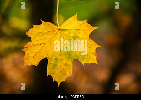 Ultima la foglia di Autum ancora aggrappati ad albero, REGNO UNITO Foto Stock