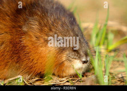 Unico Muskrat roditore su un prato fiume Biebrza wetlans durante la primavera il periodo di accoppiamento Foto Stock