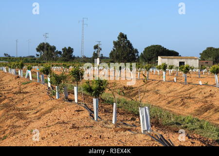 Giovani alberi di arancio piantato in file Foto Stock