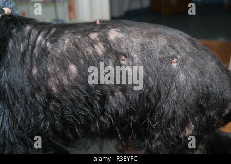 Il vecchio cane con dermatite presso la clinica veterinaria Foto Stock