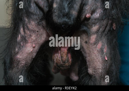 Il vecchio cane con dermatite presso la clinica veterinaria Foto Stock