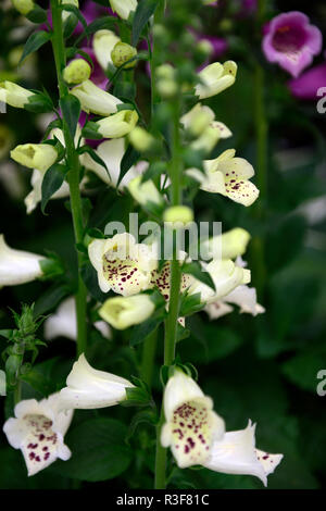 Digitalis Crema di ricino,foxglove crema di ricino,foxgloves,crema,viola,spot,spots,spotted,fiore,spike,guglia,fioritura,RM Floral Foto Stock