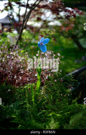 Meconopsis betonicifolia,blu,papavero papaveri himalayana,fiore,fiori,all'ombra,ombroso ombreggiate,giardino,RM Floral Foto Stock