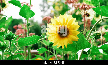 Girasole in giardino - bel fiore Foto Stock