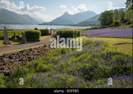 Sagrato tradizionale di Glencoe, Scozia su una tranquilla mattina di primavera con vivaci campo delle Bluebells crescendo in sole e Pap di Glencoe in distanza Foto Stock