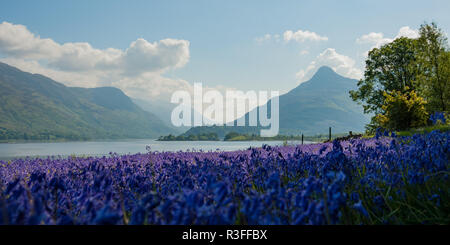 Sagrato tradizionale di Glencoe, Scozia su una tranquilla mattina di primavera con vivaci campo delle Bluebells crescendo in sole e Pap di Glencoe in distanza Foto Stock