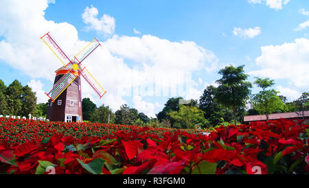 Bellissimo giardino rosso fiore poinsettia / fiori rossi poinsettia in fiore nel giardino estivo o stella di Natale fiori e piante mulino a vento turbin Foto Stock