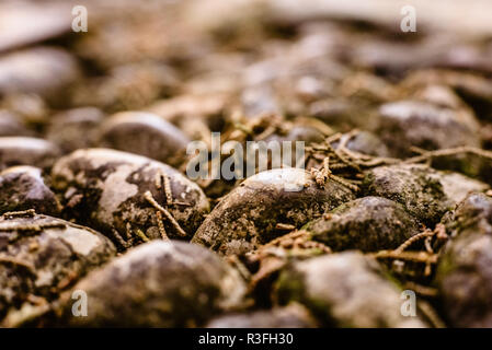 Macro di bagnato pietre sul terreno Foto Stock