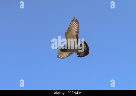 Homing pigeon volare con le sue ali in largo il cielo blu. Foto Stock