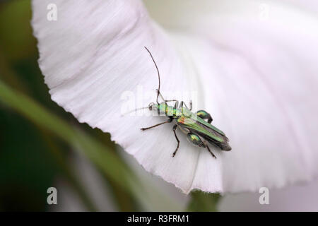 Verde metalizzato bug su un fiore da un prato europea Foto Stock