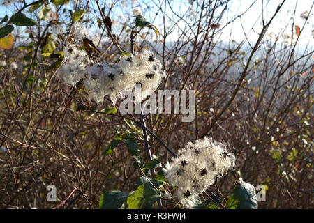 Uomo vecchio con la barba (wild clematis, Clematis vitalba, traveller's gioia) Autunno scene da Shoreham, Kent; Darent valle; Fackenden giù, North Downs Foto Stock