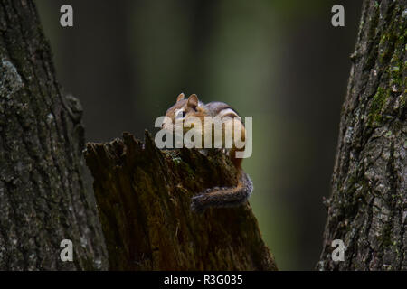 Carino Scoiattolo striado appoggiata su di un ramo caduto. Questa è stata presa in una foresta vicino Caseville Michigan. La foresta sono costituiti da alberi di quercia ed è piena di flora e fauna. Foto Stock