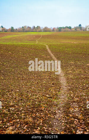 Gli agricoltori campo nel Cheshire, UK con con nuovi germogli di erba e il percorso che conduce attraverso Foto Stock