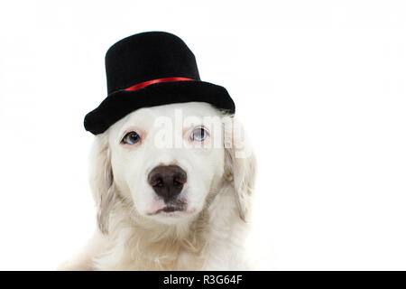 Ritratto di un cane bianco con colorate in blu occhi indossando un top nero HAT MAGO O GENTLEMAN COSTUME. Isolato STUDIO SHOT contro uno sfondo bianco. Foto Stock