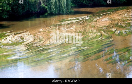 Verde di erbaccia di acqua che scorre in un fiume come capelli mermaid Foto Stock