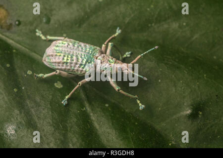 Ampio curculione naso Beetle (Entiminae) dal Perù il Parco Nazionale del Manu. Foto Stock