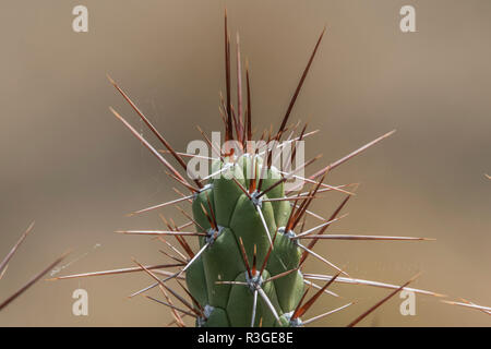 Un cactus selvatico cresce nelle Ande non lontano da Cusco, questa specie è chiamato Eva (ago Austrocylindropuntia subulata). Foto Stock