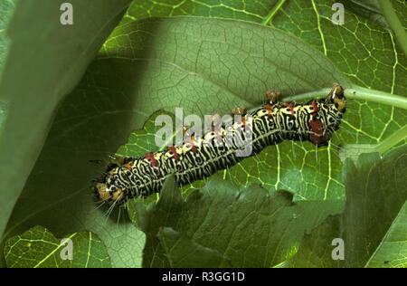 CATERPILLAR DI THE GRAPEVINE MOTH che si nutre prevalentemente di foglie di vite e possono essere molto distruttive, AUSTRALIA Foto Stock