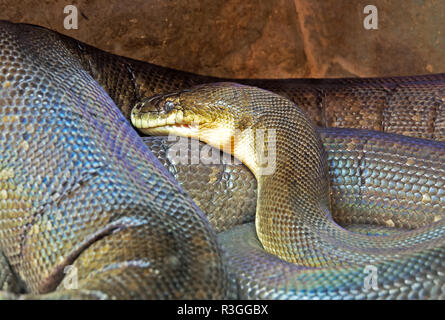 Closeup Macklot's o Python Python freckled nella grotta Foto Stock