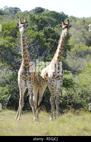 Due giraffe galline in Sud Africa guarda i partecipanti di safari Foto Stock