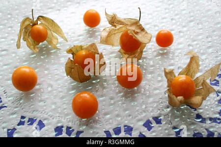 Physalis Foto Stock