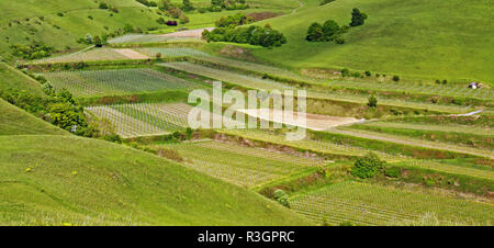 Buck haselschacher nel kaiserstuhl Foto Stock